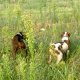 <p>Sono Nello D’alessio iscritto da poco al vostro sito vi allego la foto di Blu,breton di 14 mesi, e Mara, kurzhaar di 15 mesi, in uno splendido contesto e a lavoro su quaglia selvatica.</p><p>Complimenti per il sito e un grazie di cuore.</p>